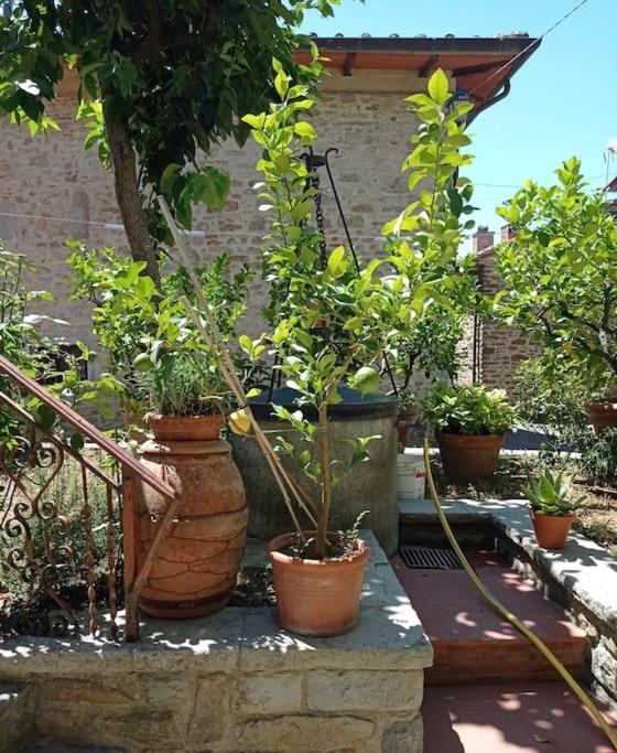 Petreto Il Giardino Dei Limoni Apartment Castiglion Fiorentino Exterior photo